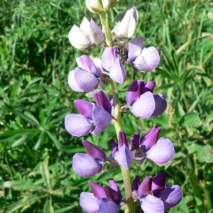 Photographie n°22094 du taxon Lupinus polyphyllus Lindl. [1827]