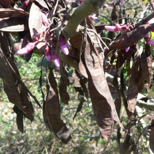 Photographie n°22096 du taxon Cercis siliquastrum L. [1753]