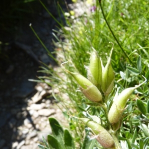  - Oxytropis halleri Bunge ex W.D.J.Koch [1844]