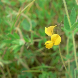 Lotus hispidus subsp. levieri (Heldr.) Nyman (Lotier grêle)