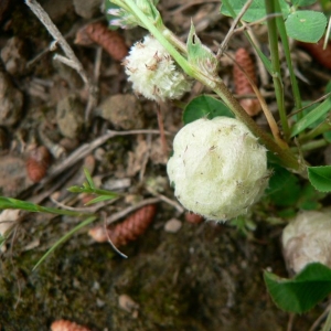 Photographie n°22107 du taxon Trifolium tomentosum L. [1753]