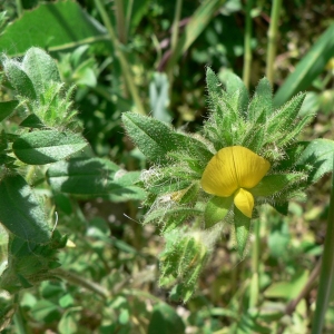 Ononis pubescens L. (Bugrane pubescente)