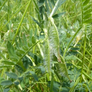 Photographie n°22115 du taxon Vicia lutea L. [1753]