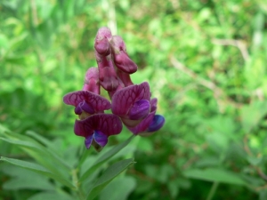 Mathieu MENAND, le 12 mai 2007 (Saint-Affrique)