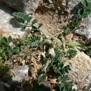 Photographie n°22120 du taxon Astragalus depressus L. [1756]