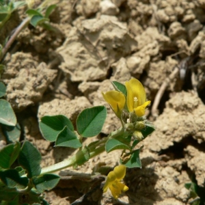 Medicago hybrida (Pourr.) Trautv. (Luzerne de Pourret)