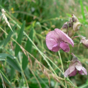 Photographie n°22122 du taxon Lathyrus sylvestris L. [1753]