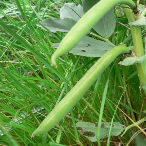 Photographie n°22124 du taxon Vicia faba L.