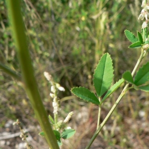 Photographie n°22125 du taxon Melilotus albus Medik. [1787]