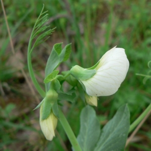 Pisum sativum L. (Pois cultivé)