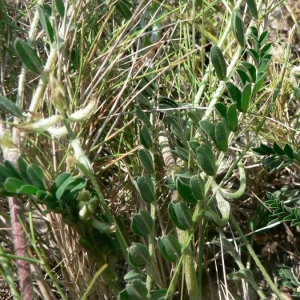 Photographie n°22129 du taxon Astragalus hamosus L. [1753]