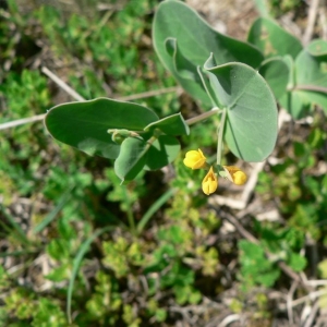 Photographie n°22131 du taxon Coronilla scorpioides (L.) W.D.J.Koch