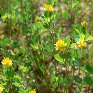 Photographie n°22132 du taxon Trifolium dubium Sibth. [1794]