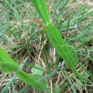 Photographie n°22136 du taxon Genista sagittalis L.