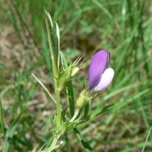 Photographie n°22139 du taxon Vicia bithynica (L.) L. [1759]