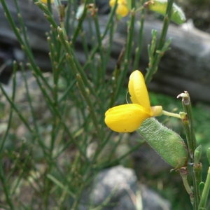 Photographie n°22143 du taxon Cytisus oromediterraneus Rivas Mart., T.E.Díaz, Fern.Prieto, Loidi & Penas [1984]