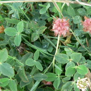 Photographie n°22147 du taxon Trifolium fragiferum L. [1753]