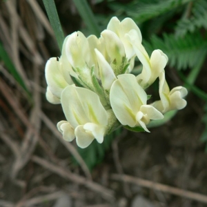 Photographie n°22162 du taxon Oxytropis campestris (L.) DC. [1802]