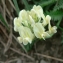  Mathieu MENAND - Oxytropis campestris (L.) DC. [1802]