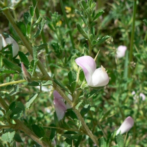 Photographie n°22167 du taxon Ononis spinosa subsp. spinosa