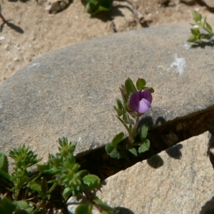 Photographie n°22172 du taxon Vicia lathyroides L. [1753]