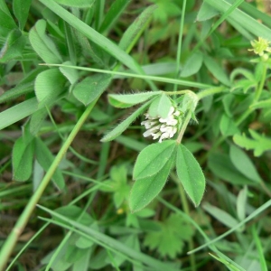 Photographie n°22173 du taxon Trifolium maritimum Huds. [1762]