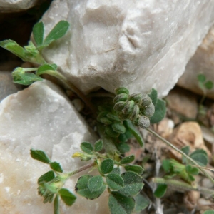 Photographie n°22176 du taxon Medicago lupulina L.
