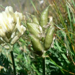 Photographie n°22184 du taxon Oxytropis campestris (L.) DC. [1802]