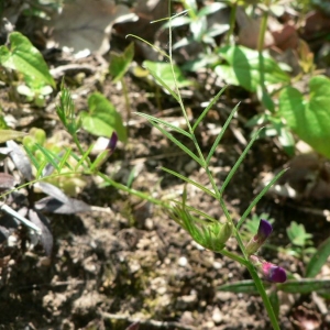 Photographie n°22189 du taxon Vicia sativa subsp. nigra (L.) Ehrh. [1780]