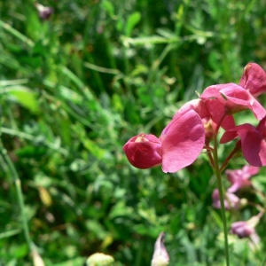 Photographie n°22193 du taxon Lathyrus tuberosus L.