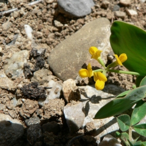 Photographie n°22198 du taxon Coronilla scorpioides (L.) W.D.J.Koch