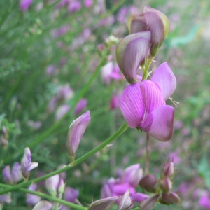 Banalia humilis sensu Bubani (Hédysarum d'Europe)