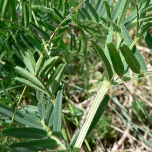 Photographie n°22205 du taxon Vicia onobrychioides L.