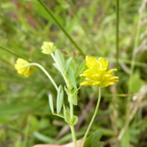 Photographie n°22207 du taxon Trifolium patens Schreb. [1804]