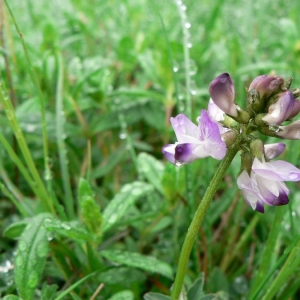 Photographie n°22211 du taxon Astragalus alpinus L. [1753]