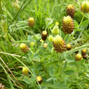 Photographie n°22216 du taxon Trifolium spadiceum L.