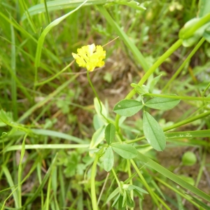  - Trifolium patens Schreb. [1804]