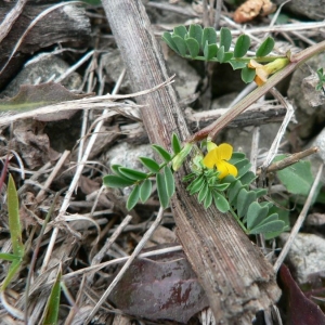 Photographie n°22219 du taxon Hippocrepis biflora Spreng. [1815]