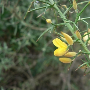 Photographie n°22220 du taxon Ulex parviflorus Pourr. [1788]