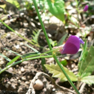 Photographie n°22224 du taxon Vicia sativa subsp. nigra (L.) Ehrh. [1780]