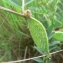  Mathieu MENAND - Vicia hybrida L.