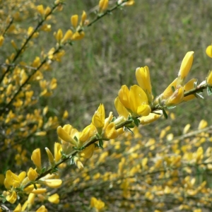 Photographie n°22228 du taxon Genista cinerea (Vill.) DC. [1805]