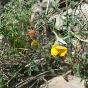 Lotophyllus argenteus (L.) Link (Argyrolobe de Linné)