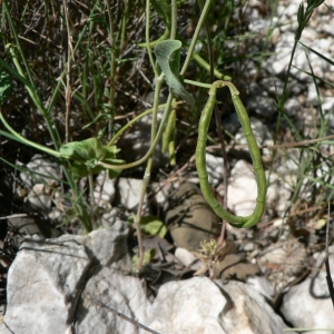 Photographie n°22233 du taxon Coronilla scorpioides (L.) W.D.J.Koch