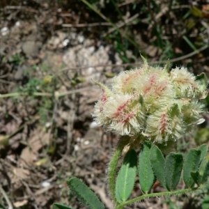 Photographie n°22240 du taxon Astragalus echinatus Murray [1770]