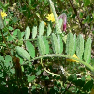 Photographie n°22243 du taxon Vicia benghalensis L. [1753]