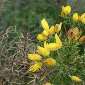 Photographie n°22244 du taxon Ulex parviflorus Pourr. [1788]