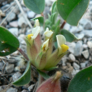 Photographie n°22245 du taxon Tripodion tetraphyllum (L.) Fourr. [1868]