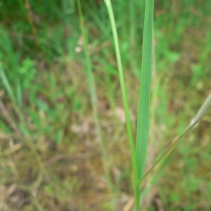 Photographie n°22246 du taxon Lathyrus nissolia L. [1753]