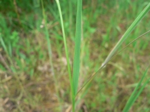 Mathieu MENAND, le 26 mai 2006 (Le Château-d'Oléron)